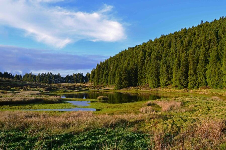 Terceira Island: Mistérios Negros Hiking - Japanese cedar, juniper, and blueberry plants