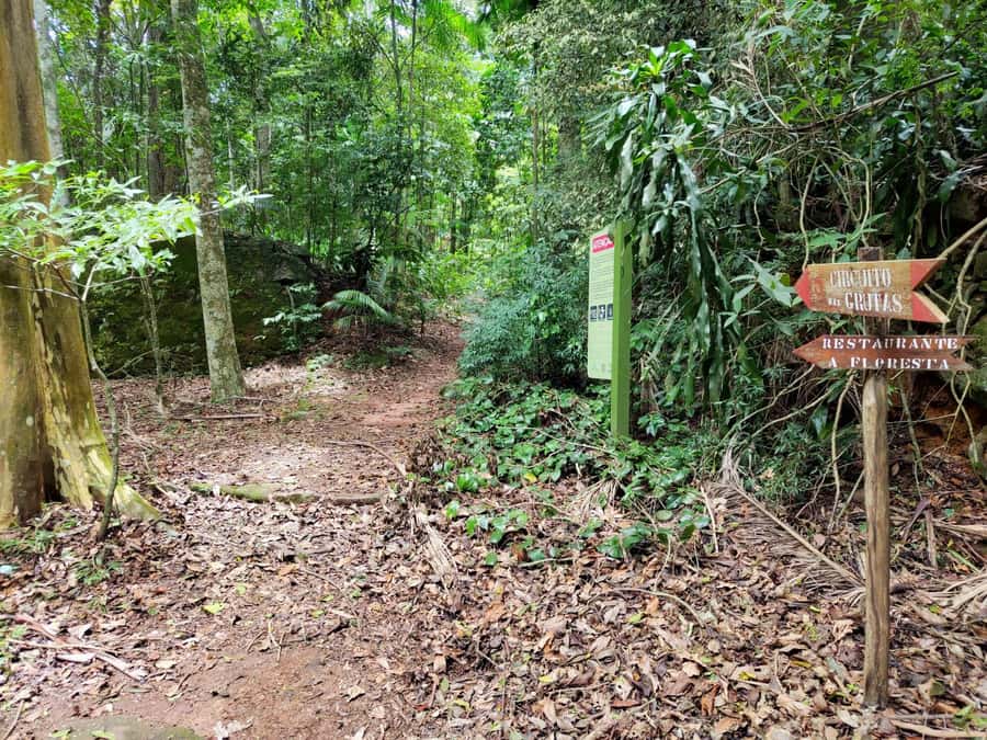 Tijuca Forest´s hike: caves, waterfalls and great views - What the forest walk feels like