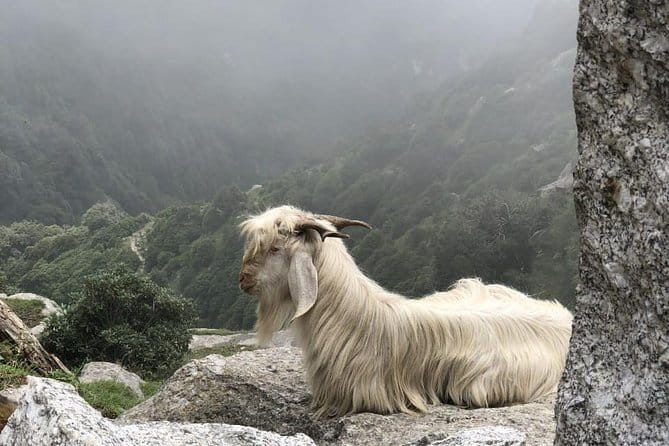 Triund Trek - Getting from McLeod Ganj to the trail