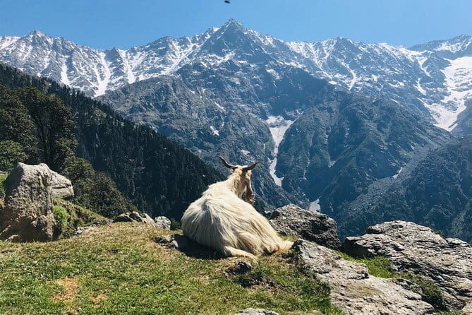 Triund Trek with Manu Adventures India - Arriving at Triund and settling into camp