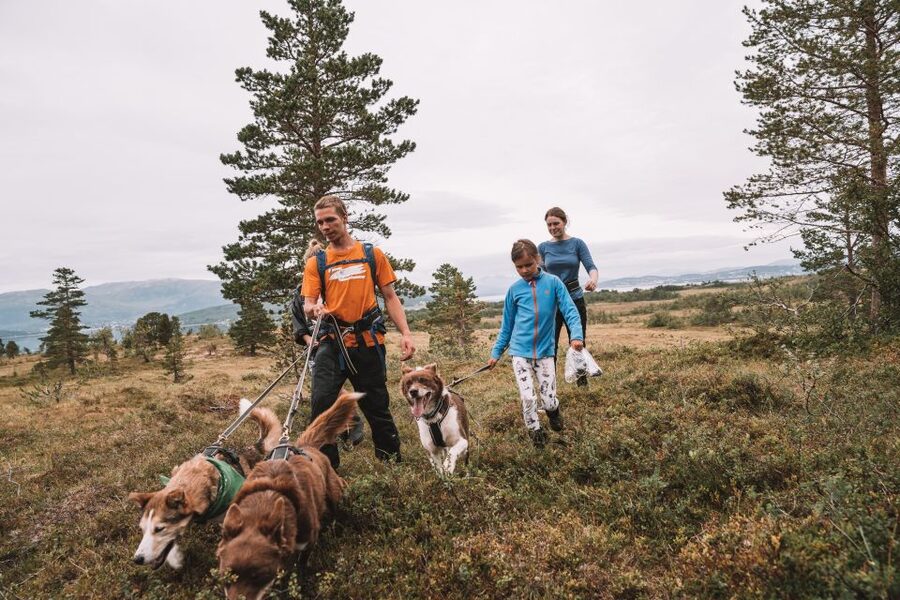 Tromsø: Husky Hike and Puppy Visit with Traditional Lunch - Key points to know before booking