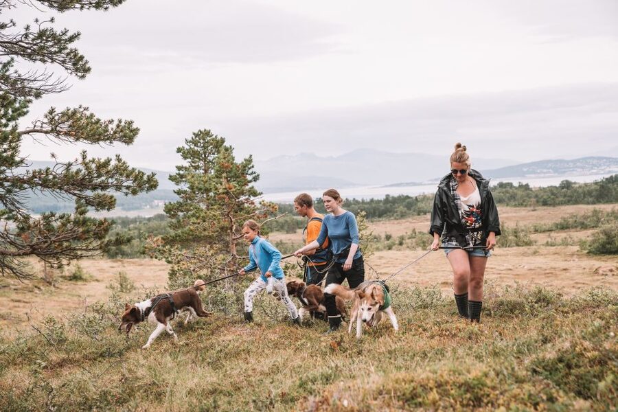 Tromsø: Husky Hike and Puppy Visit with Traditional Lunch - A hands-on husky experience outside Tromsø