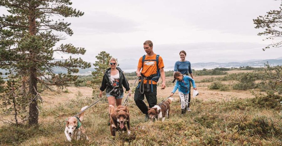 Tromsø: Husky Hike and Puppy Visit with Traditional Lunch - Learning to walk with a dog that pulls
