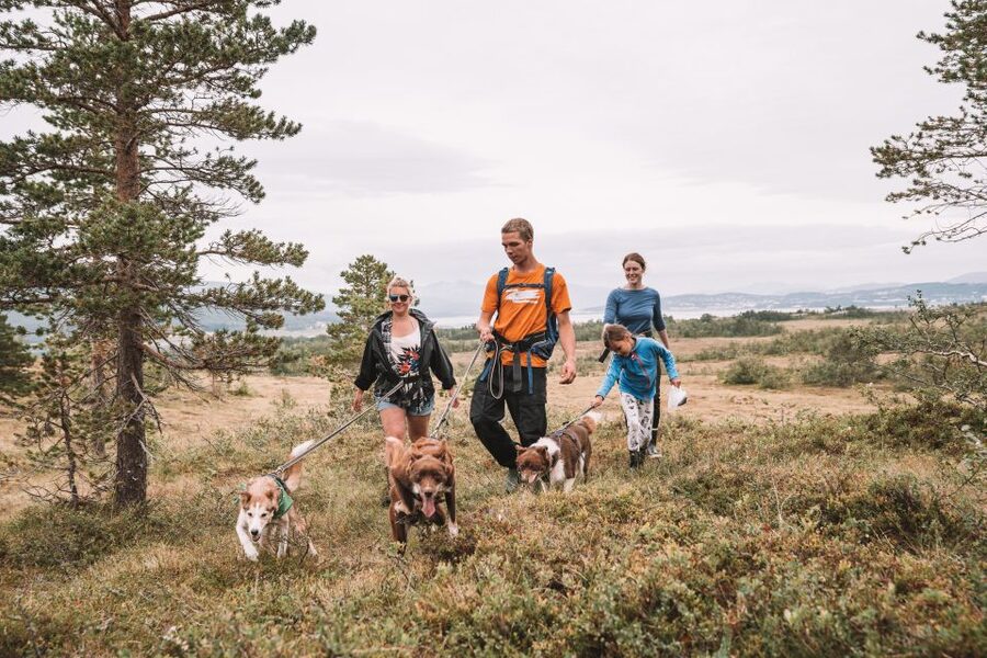 Tromsø: Husky Hike and Puppy Visit with Traditional Lunch - Who should book this husky hike?