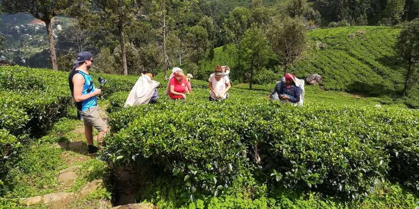 Tuk-Tuk Safari Liptons seat,Tea Fields Hike,TeaFactory Tour - A tea-country day with a moving view
