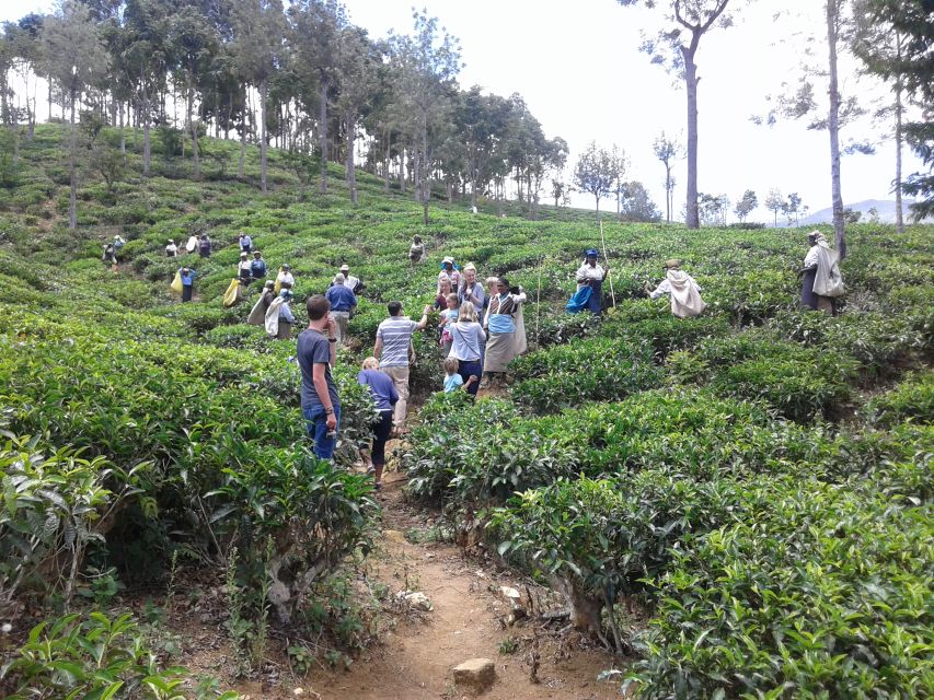 Tuk-Tuk Safari Liptons seat,Tea Fields Hike,TeaFactory Tour - Reaching Lipton Seat and its seven-district view