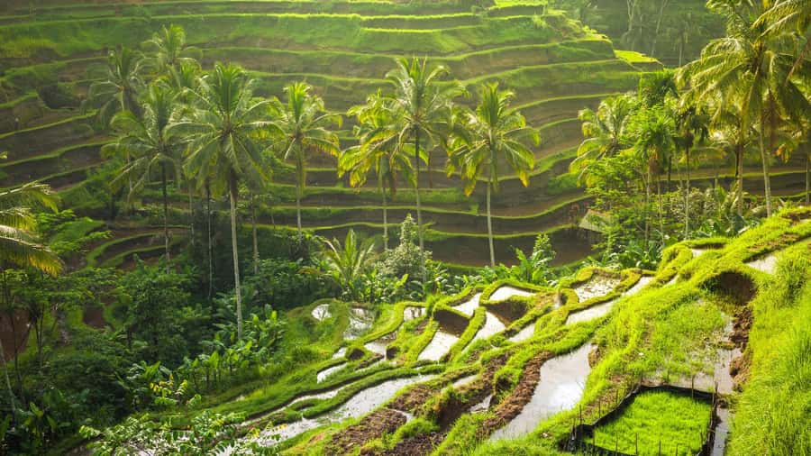 Ubud: Rice Terrace, Holy Water Temple & Waterfalls Trek Tour - Key points to know before booking