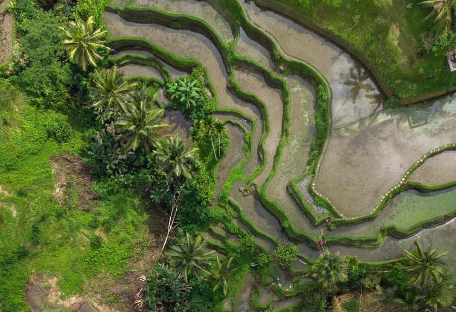 Ubud: Rice Terrace, Holy Water Temple & Waterfalls Trek Tour - Lunch, coffee, and the optional extras