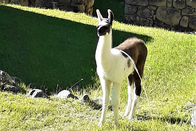 Ultimate Lares Trek & Inca Trail 5 days - Day 5: The main Machu Picchu visit