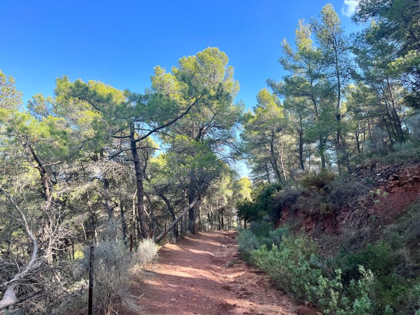 Valencia: Sierra Calderona & El Garbí Mountain hiking Tour - The forest track and Font de Barraix option