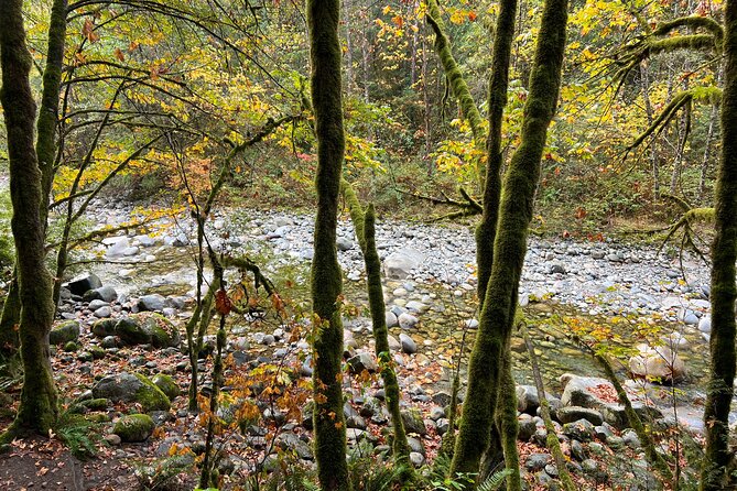 Vancouver Rainforest Hike with Waterfalls, Suspension Bridge, Old Growth Forest - Twin Falls Bridge and the sound of rushing water