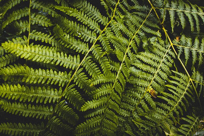 Visit Snoqualmie and Hike to Twin Falls (Transportation included) - Olallie State Park and the walk toward Twin Falls