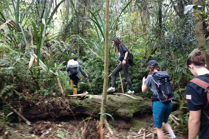 volcano hike and jungle trekking adventure - Reaching the crater and walking on lava