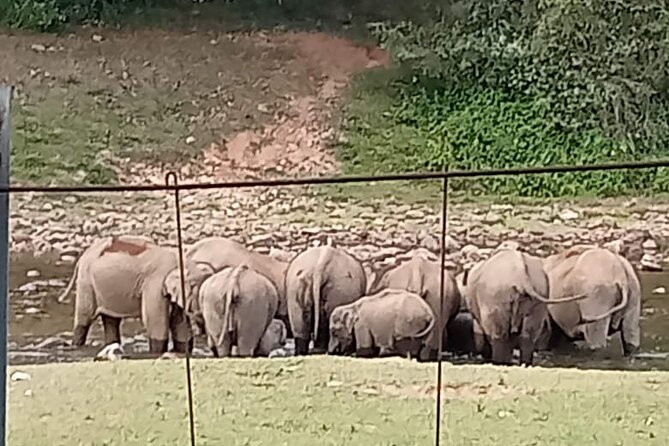 Wild Elephant Anakulam & Waterfalls Tour(munnar valley Trekking) - Why Anakulam makes this Munnar day different