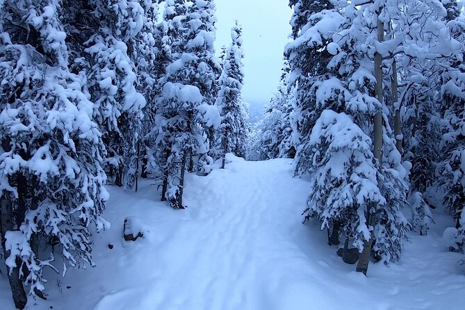 Winter Valley and Forest Hike - Snowy spruce trails at Eagle River Nature Center