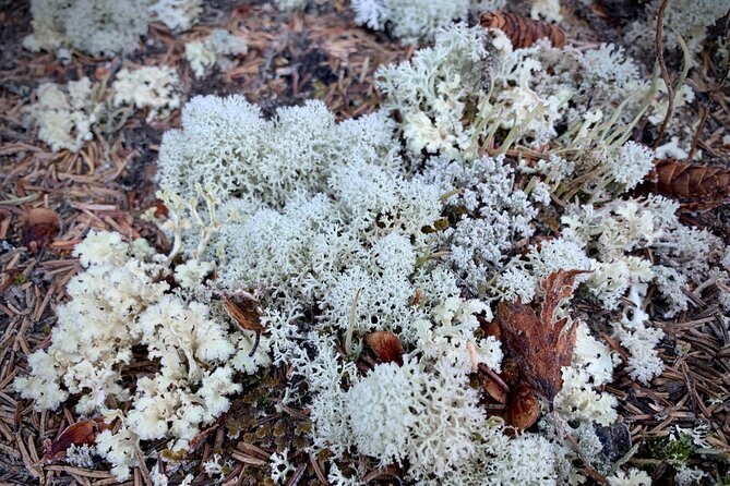 Winter Valley and Forest Hike - Timing, meeting point, and group size