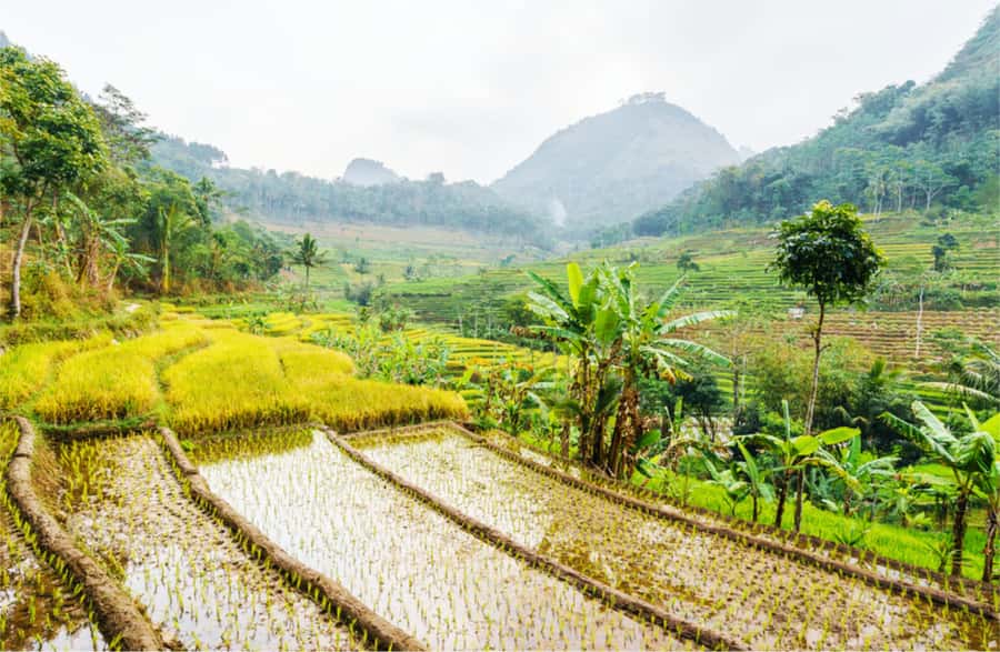 Yogyakarta: Selogriyo Temple Tour & Java Rice Terrace Trek - Key points at a glance