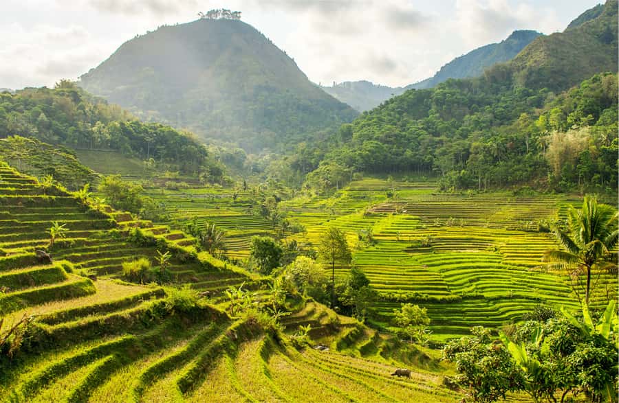 Yogyakarta: Selogriyo Temple Tour & Java Rice Terrace Trek - Why Selogriyo is worth the long ride from Yogyakarta