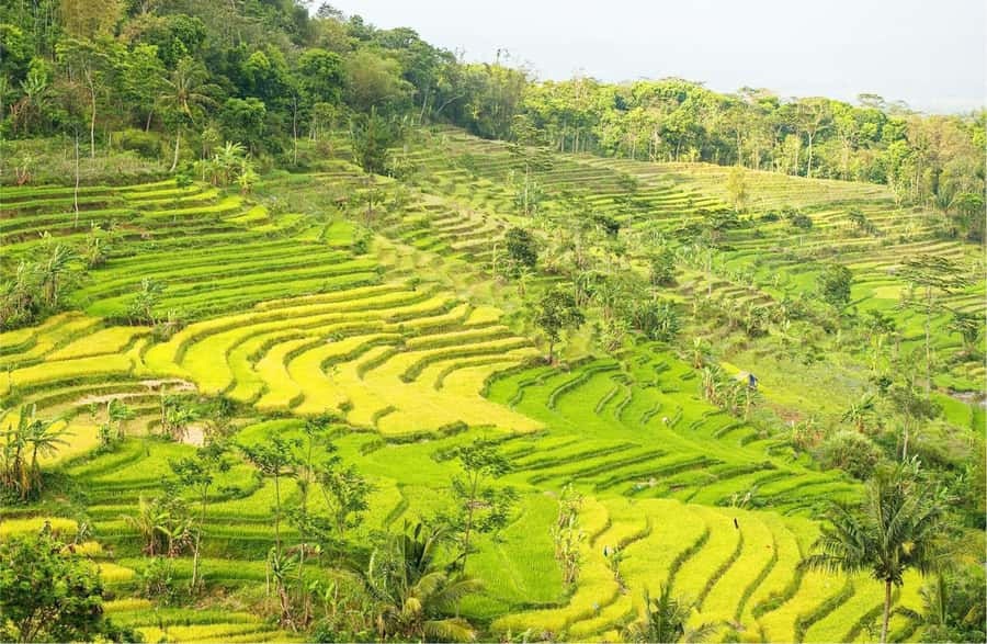 Yogyakarta: Selogriyo Temple Tour & Java Rice Terrace Trek - Walking through Java’s working rice terraces