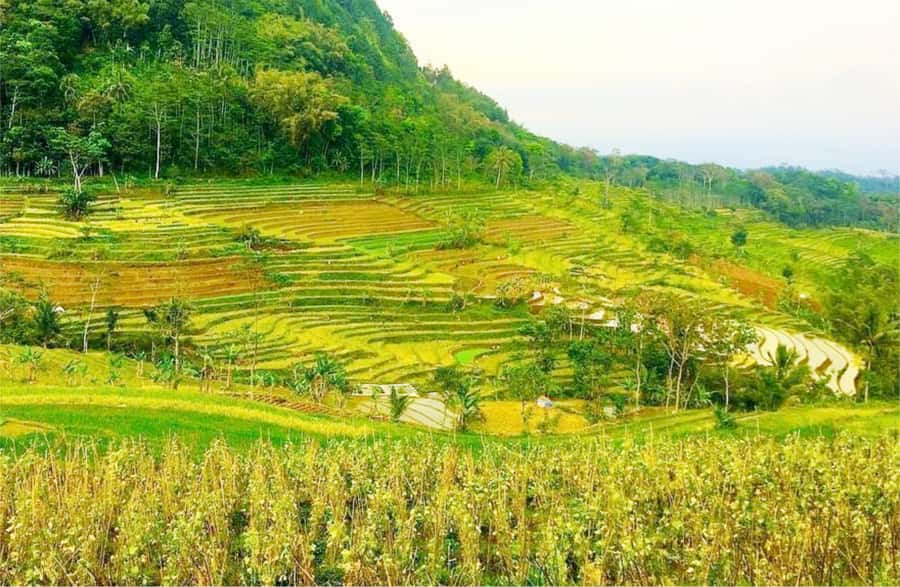 Yogyakarta: Selogriyo Temple Tour & Java Rice Terrace Trek - The drive sets the tone for the day